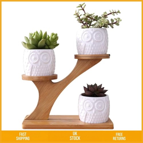 Charming owl ceramic - charming, succulent